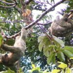 Frogs-Sloths and Coffee- Chocolate Tour - FAQ