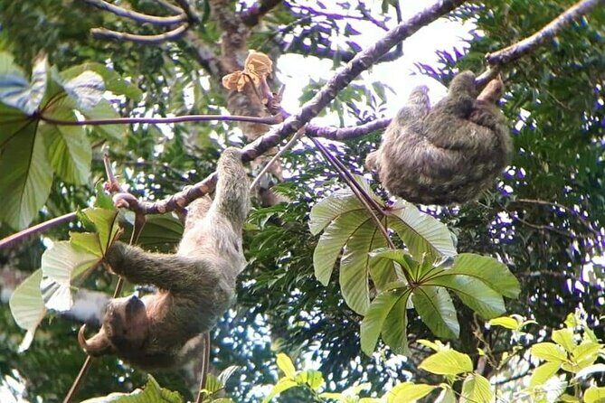 Frogs-Sloths and Coffee- Chocolate Tour - FAQ