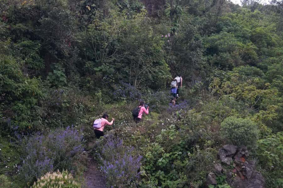 From Antigua to Pacaya Private Tour - Why Choose This Tour?