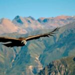 From Arequipa: Colca Canyon 2 days ending in Arequipa - A Deep Dive into the Experience