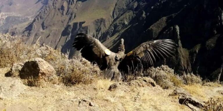 From Arequipa: Colca Canyon all inclusive | Full Day | - What’s Included and What to Consider