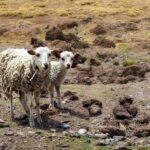 From Arequipa: Colca Canyon Full-Day Tour - Exploring the Itinerary in Detail