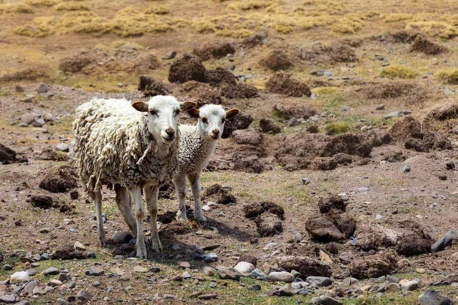 From Arequipa: Colca Canyon Full-Day Tour - Exploring the Itinerary in Detail