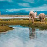 From Arequipa: Excursion to Pillones Waterfalls || Ful Day|| - The Early Start and Scenic Drive