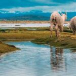 From Arequipa - Excursion to Pillones Waterfalls | Full Day - Exploring the Journey in Detail