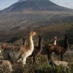 From Arequipa: Excursion to Salinas Lagoon - Exploring the Flora and Fauna