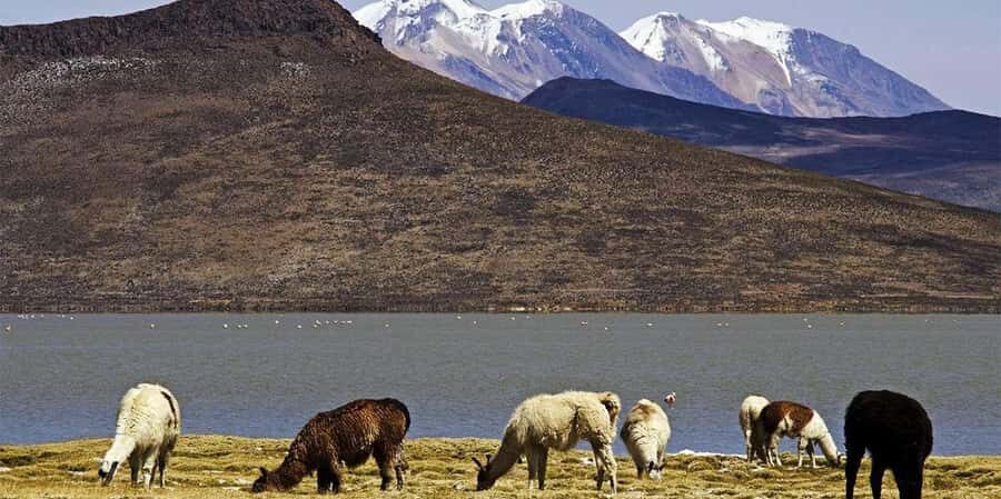 From Arequipa: Excursion to Salinas Lagoon || Full Day | - The Experience in Detail