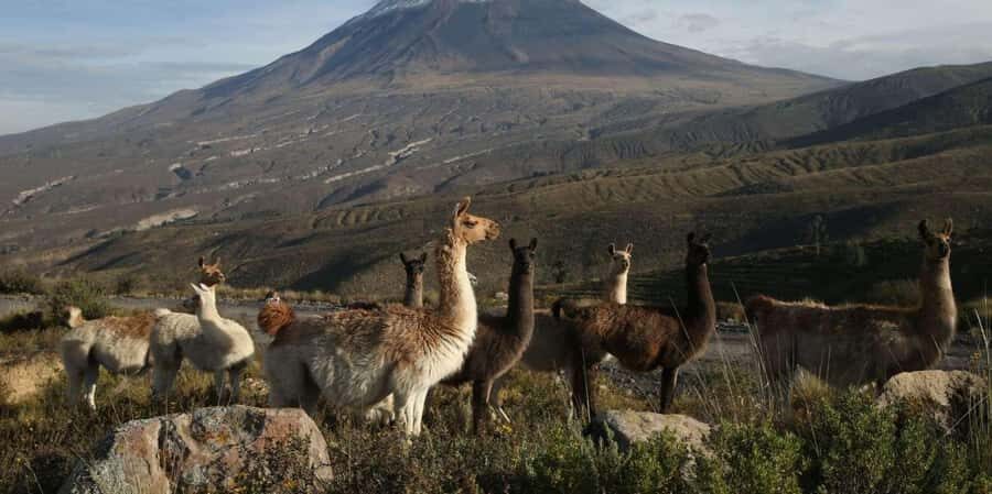 From Arequipa: Excursion to Salinas Lagoon - Exploring the Flora and Fauna