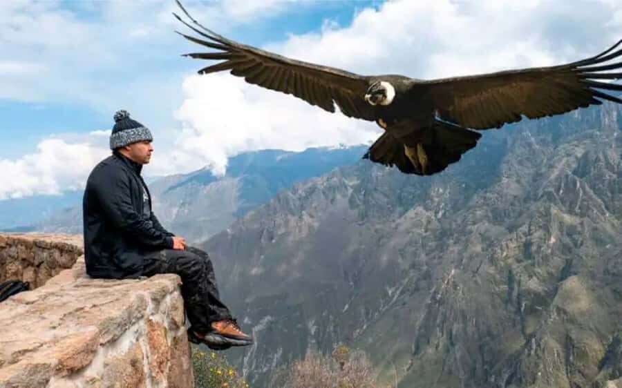 From Arequipa: Excursion to the Colca Canyon ending in Puno - Practical Details