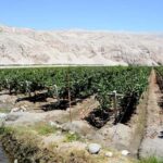 From Arequipa: Pisco and wine tour through the Majes Valley - A Detailed Look at the Tour Experience
