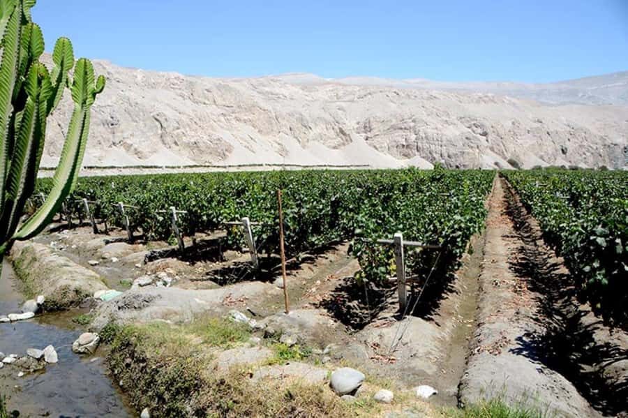 From Arequipa: Pisco and wine tour through the Majes Valley - A Detailed Look at the Tour Experience