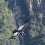 From Arequipa: Tour One Day Colca Canyon with Buffet Meals - The Journey Begins: Early Mornings and Long Drives