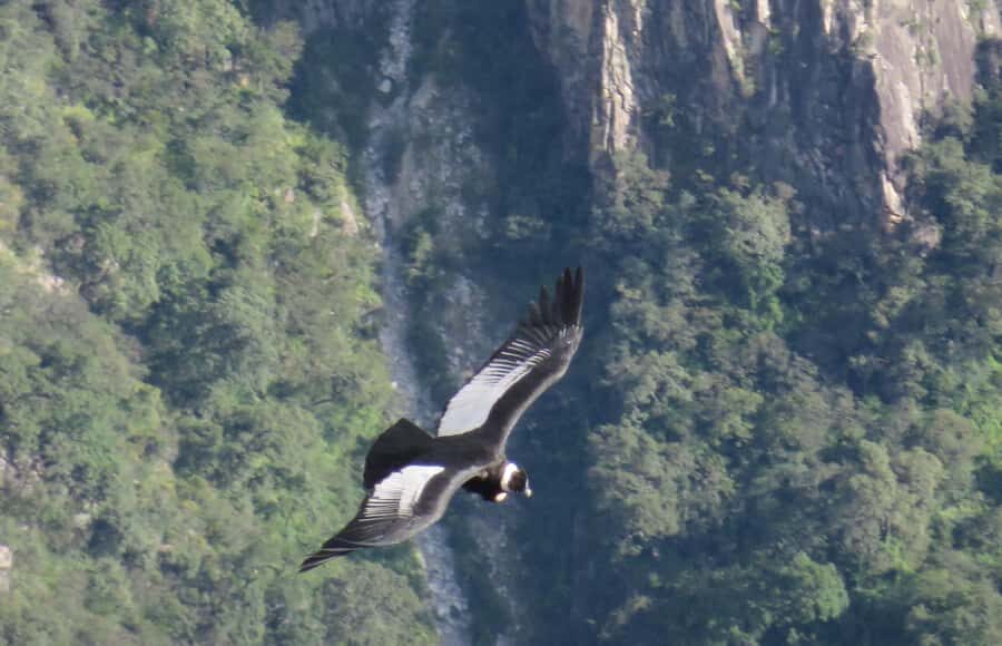 From Arequipa: Tour One Day Colca Canyon with Buffet Meals - The Journey Begins: Early Mornings and Long Drives