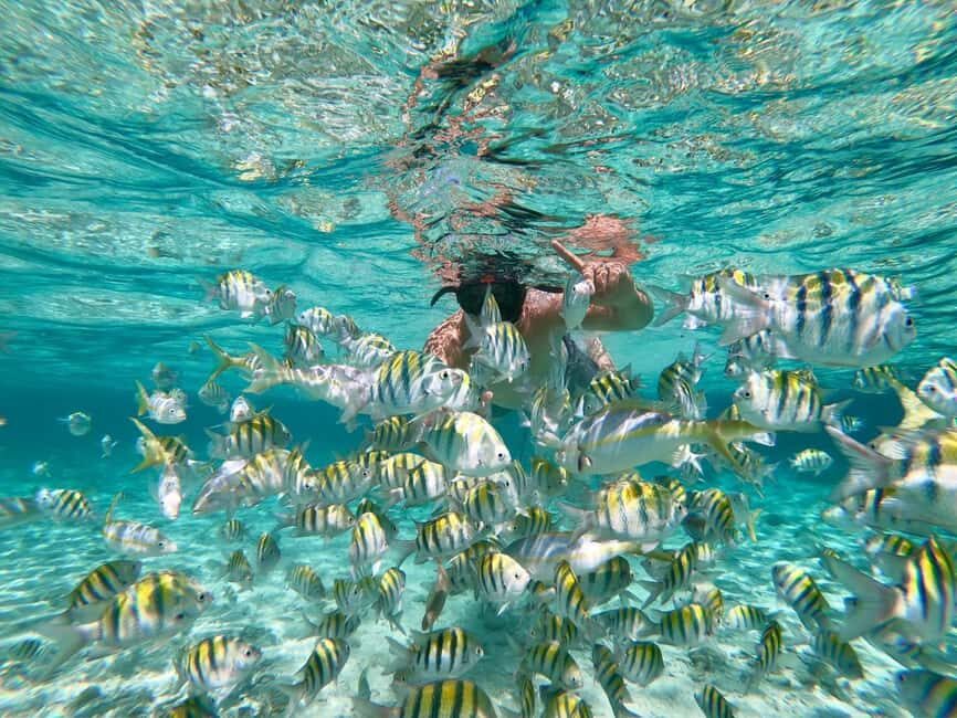 From Bavaro, Punta Cana: Boat Party, Snorkeling, Drinks, Snacks, and Transportation - Practical Tips and Considerations