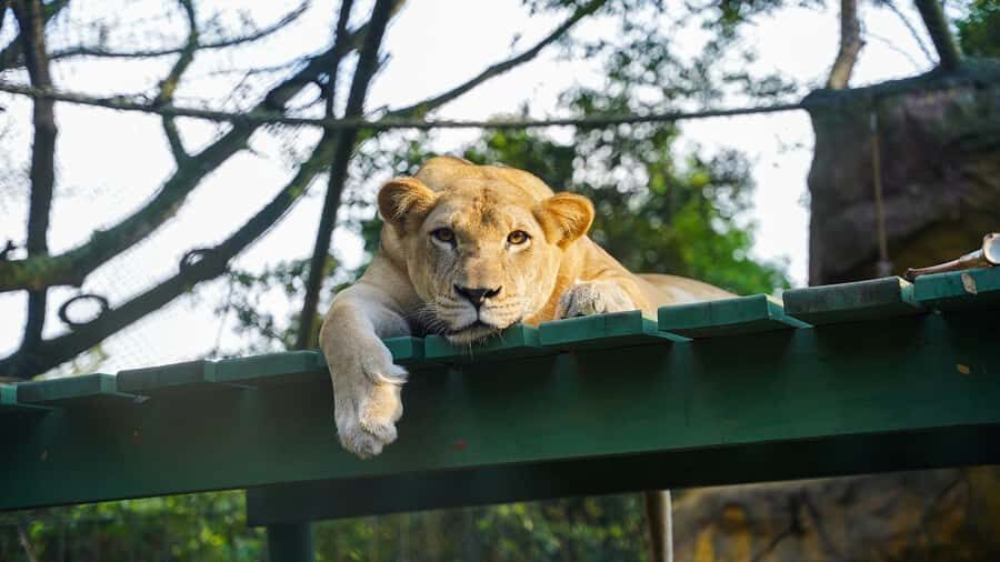 From Bogotá: Dive into Fun at Piscilago Water Park! - Why This Tour Is a Great Choice
