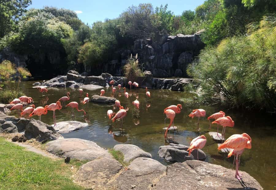 From Buenos Aires: Temaiken Zoo Tour with Ticket Included - An In-Depth Look at the Temaikèn Biopark Tour