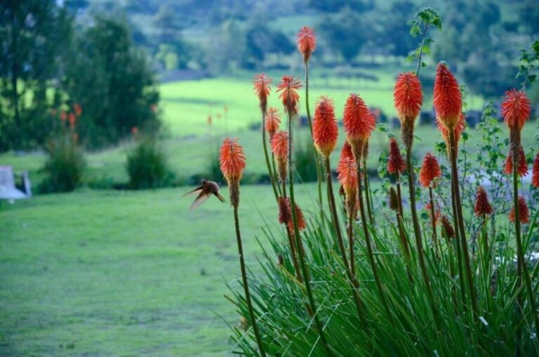 From Cajamarca: Porcon Farm - A Closer Look at the Tour Experience