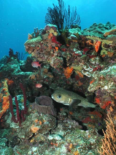 From Castries: St. Lucia Scuba Diving Excursion - What’s in It for You?