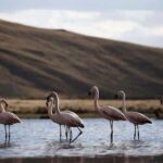 From Chivay - Colca || with connection to Puno - An In-Depth Review of the Chivay-to-Puno Tour