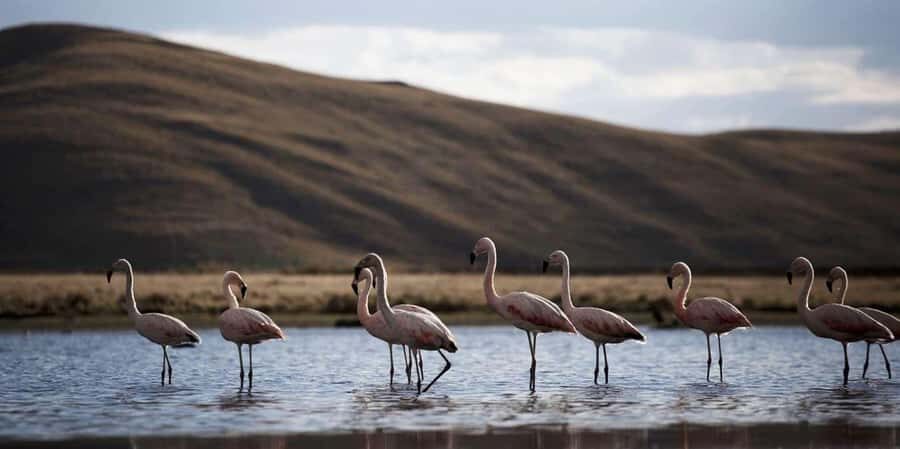 From Chivay - Colca || with connection to Puno - An In-Depth Review of the Chivay-to-Puno Tour