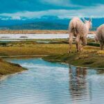 From Chivay: Route from Chivay (Colca) to the city of Puno - A Detailed Look at the Route from Chivay to Puno