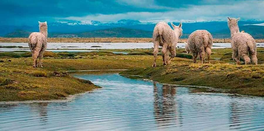 From Chivay: Route from Chivay (Colca) to the city of Puno - A Detailed Look at the Route from Chivay to Puno