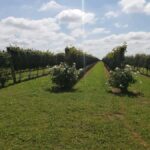 From Cordoba: Private Wine tour & History - Authentic Experience with Knowledgeable Guides