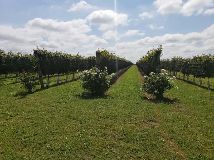 From Cordoba: Private Wine tour & History - Authentic Experience with Knowledgeable Guides