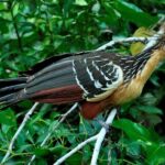 From Cusco: 4-Day Manu National Park Guided Tour - Why This Tour Offers Incredible Value