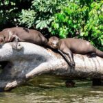 From Cusco: 4 Day Puerto Maldonado Sandoval Lake Excursion - Deep Dive: What Makes This Tour Stand Out?