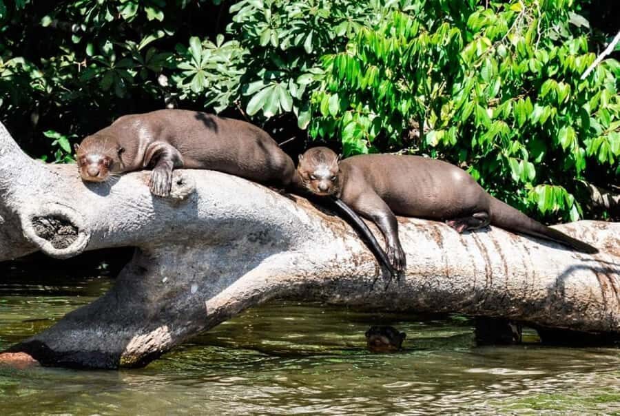 From Cusco: 4 Day Puerto Maldonado Sandoval Lake Excursion - Deep Dive: What Makes This Tour Stand Out?