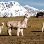 From Cusco: 7 Lagoons of Ausangate Trek with Hot Springs - Exploring the Ausangate Lagoons: What You Can Expect