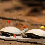 From Cusco: Amazon jungle for two days with sleeper bus and private lodge - A Deep Dive into the Amazon Experience from Cusco