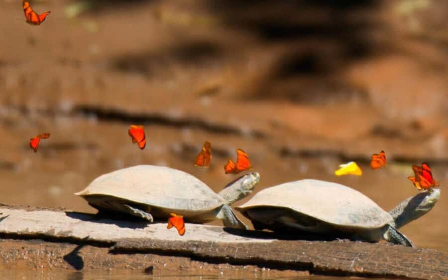 From Cusco: Amazon jungle for two days with sleeper bus and private lodge - A Deep Dive into the Amazon Experience from Cusco