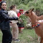 From Cusco: Connection with Nature - Alpaca Therapy - Who is This Tour Best For?
