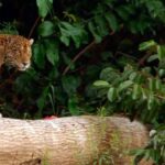 From Cusco | Manu Jungle Tour 7D/6N | Wonders of Manu - What Makes This Tour Stand Out?