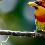 From Cusco | Manu Jungle Tour 7D/6N | Wonders of Manu - Exploring the Manu Jungle: A Detailed Look