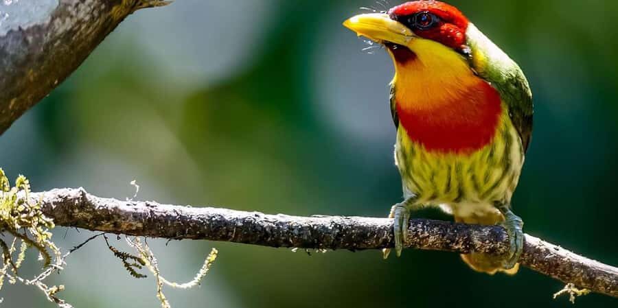 From Cusco | Manu Jungle Tour 7D/6N | Wonders of Manu - Exploring the Manu Jungle: A Detailed Look