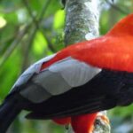 From Cusco | Manu National Park 3 days - All included - A Deep Dive into the Journey