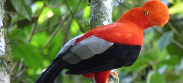 From Cusco | Manu National Park 3 days - All included