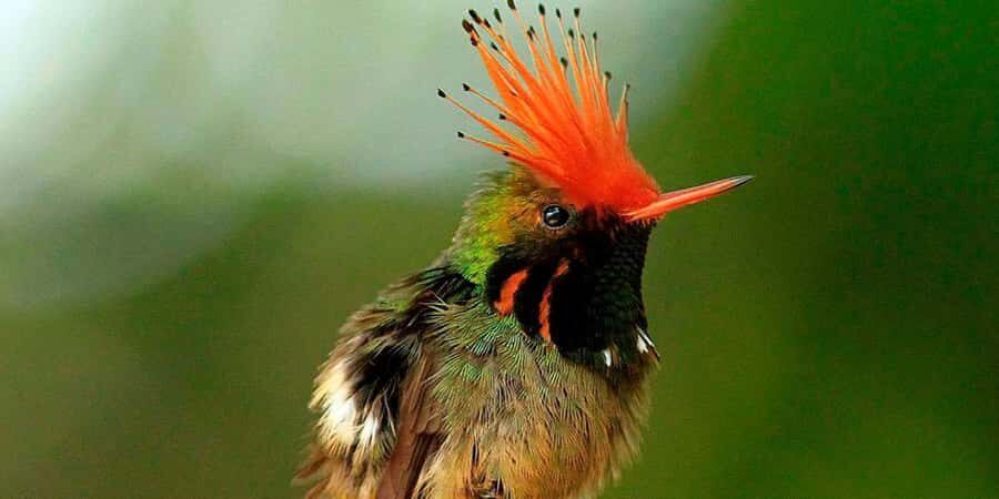 From Cusco: Manu National Park Tour & Accommodation 3 Days - Transportation and Group Size