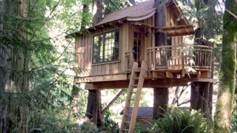 From Cusco: Manu Tree House 4 days/3 nights - What’s Included and What to Keep in Mind