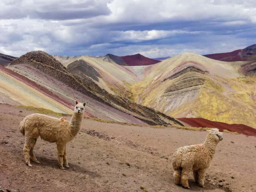From Cusco | Private service Palccoyo Mountain+Forest stones - Why This Tour Stands Out