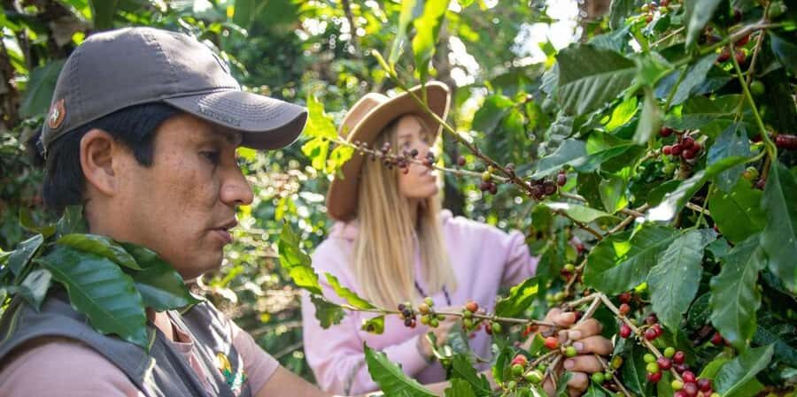 From Cusco: Quillabamba and Cocoa Farm 2-Day Tour - A Detailed Look at the 2-Day Tour from Cusco to Quillabamba and the Cocoa Farm