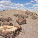 From El Calafate: La Leona Petrified Forest Day Trip - The Sum Up