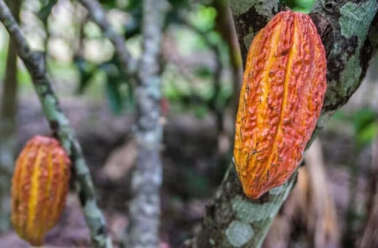 From Guatape: San Rafael Cocoa Tour - Deep Dive: What You Can Expect During the Tour