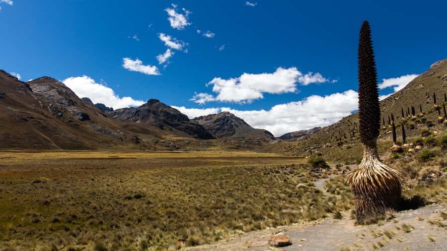 From Huaraz: Glacier Pastoruri and Puya Raimondi Day Tour - How the day unfolds