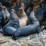 From Ica: Ballestas Islands + Paracas National Reserve - Exploring the Itinerary in Detail