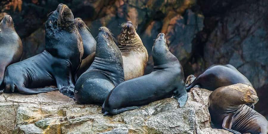 From Ica: Ballestas Islands + Paracas National Reserve - Exploring the Itinerary in Detail