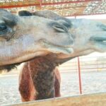 From Ica: Camel + buggy ride - Practical Tips for Travelers
